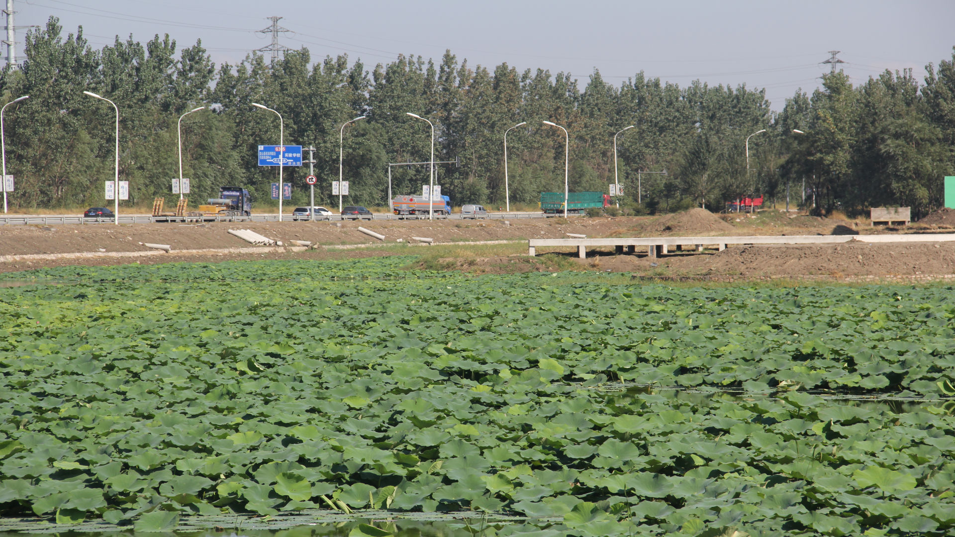 盘山府前人工湖菏花2