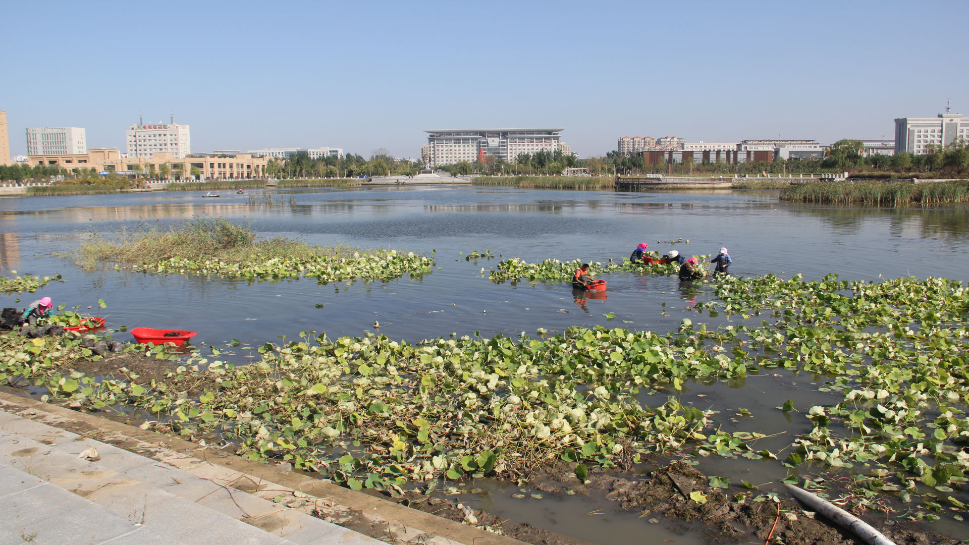 盘山府前人工湖菏花3